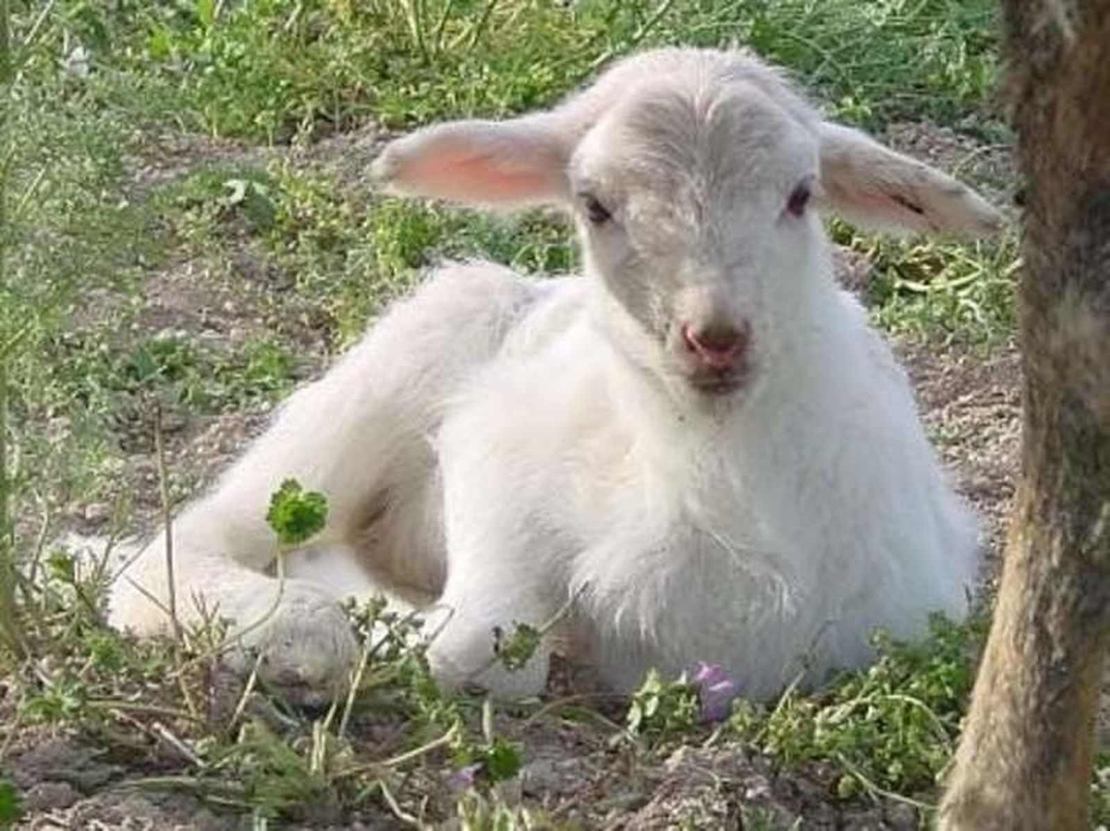 Lechazo y cordero. Foto de archivo