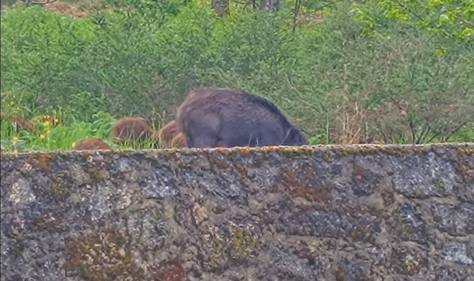 Una jabalina y sus crías sorprenden a unos montañeros en El Castañar de Béjar. FOTO: LUIS SÁNCHEZ CALZADO