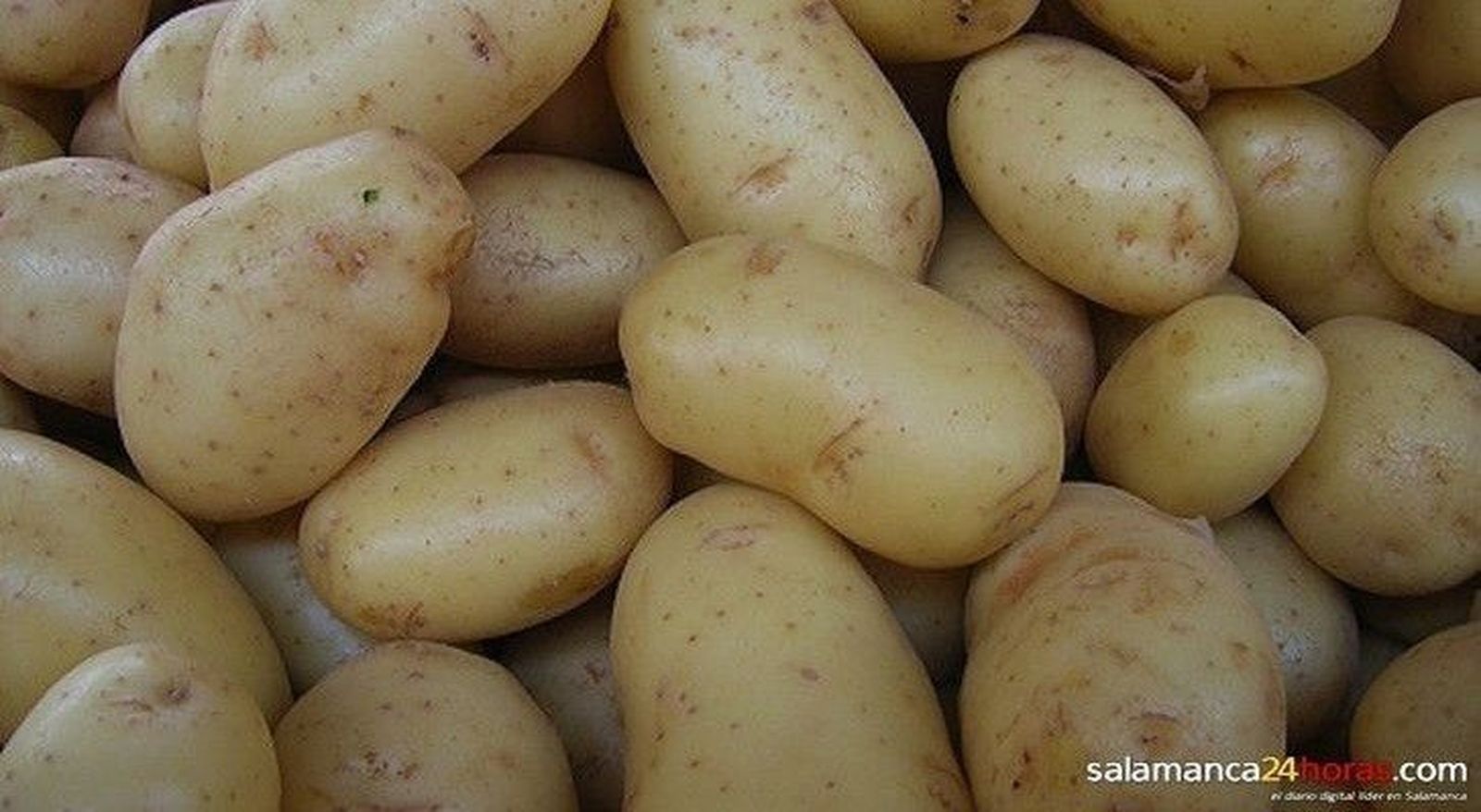 Alfalfa, planta de fresa y patata de siembra incrementan sus exportaciones 