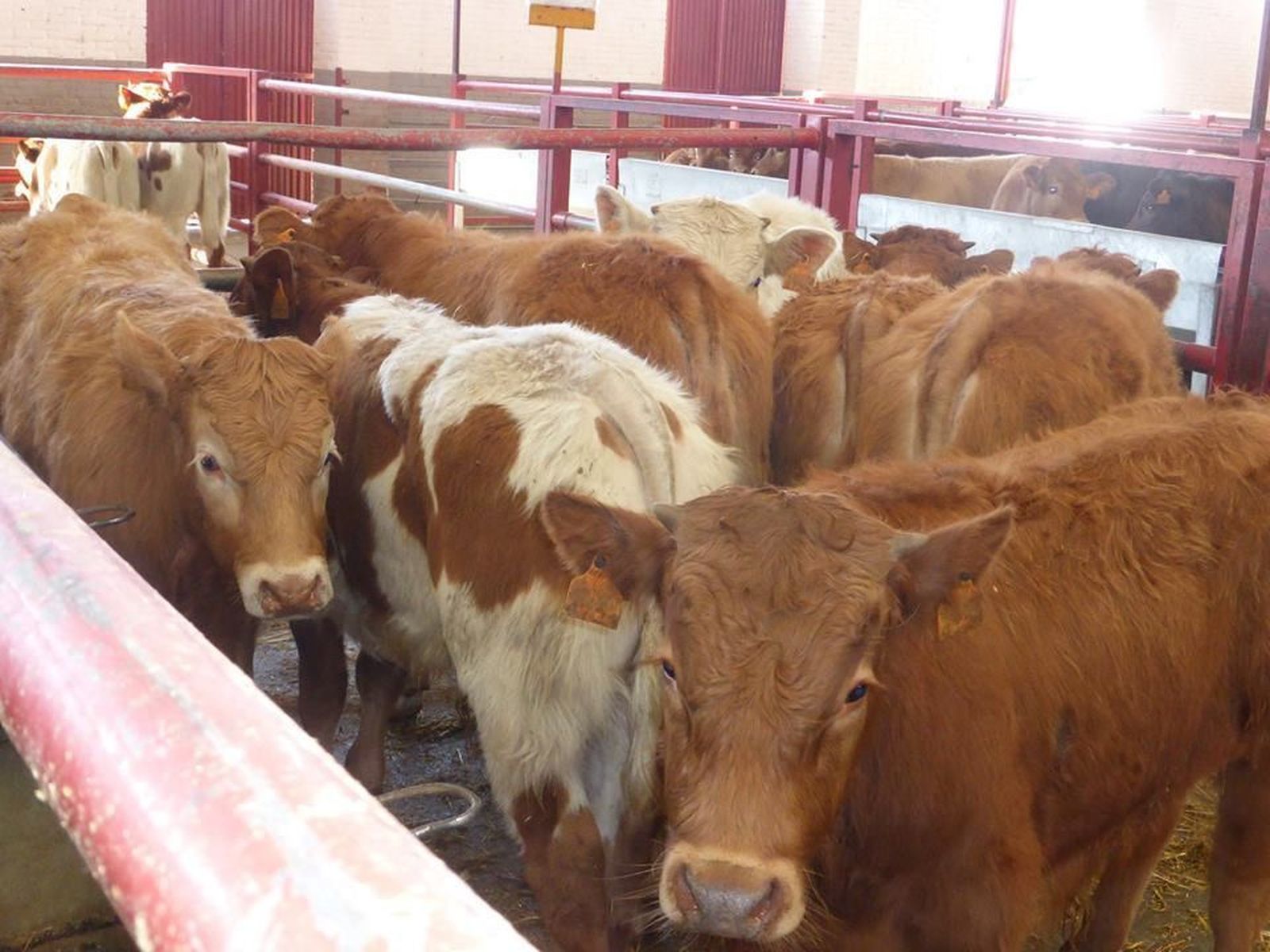 La mesa del bovino de carne agita la lonja