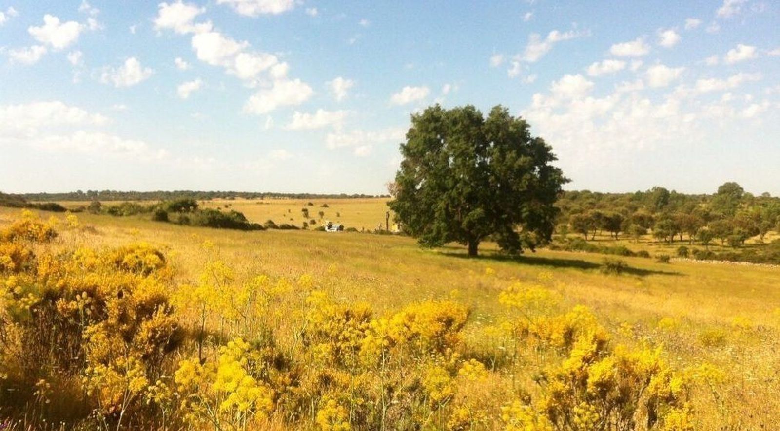 Acuerdo entre Berkeley y el Ayuntamiento de Vitigudino para plantar 20.000 de las 30.000 encinas prometidas 
