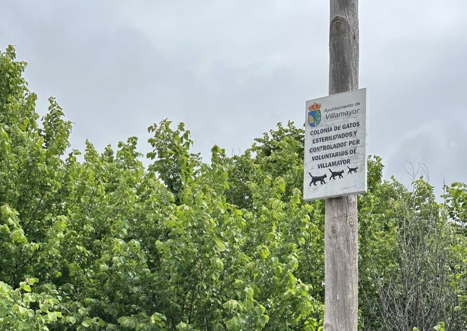 El Ayuntamiento de Villamayor aprueba un Plan de Gestión Ética de Colonias Felinas