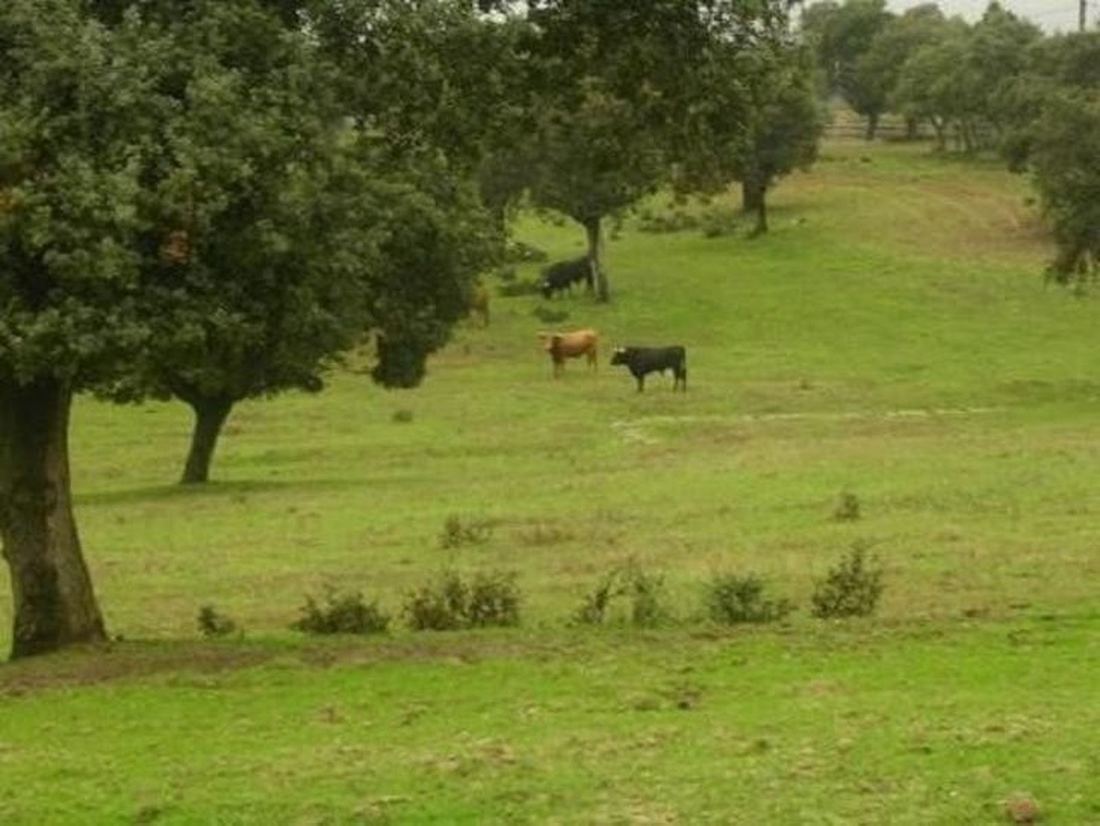 Frustrada la creación del Museo Nacional de la Ganadería y la Dehesa en Villavieja de Yeltes