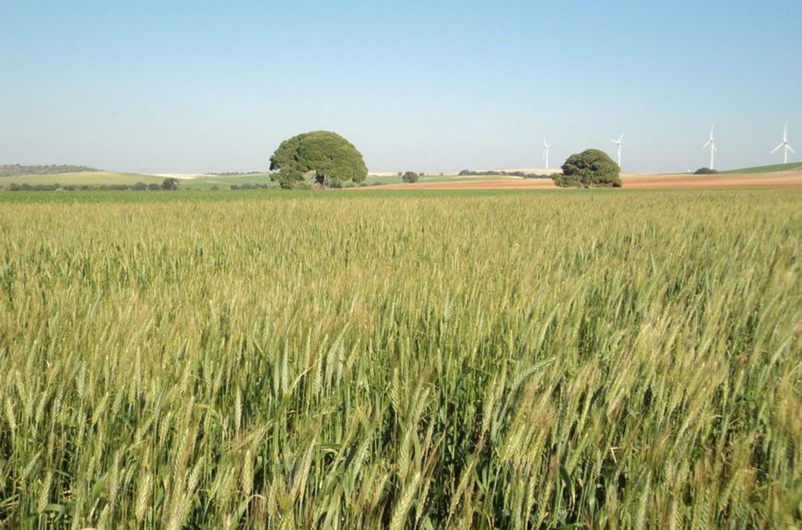 Cultivo herbáceo secano.