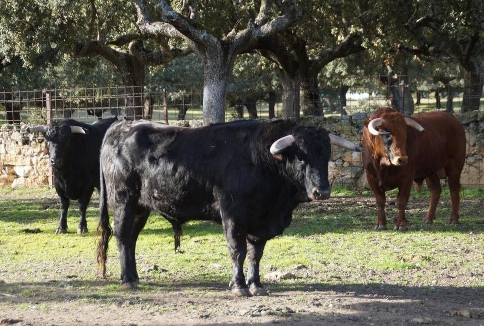 Novillos de Gómez de Morales para Valdemorillo