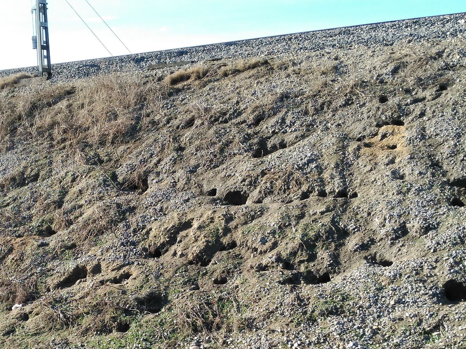 UPA-COAG invita a ADIF a tomar medidas para proteger las zonas ferroviarias afectadas por la plaga de conejos