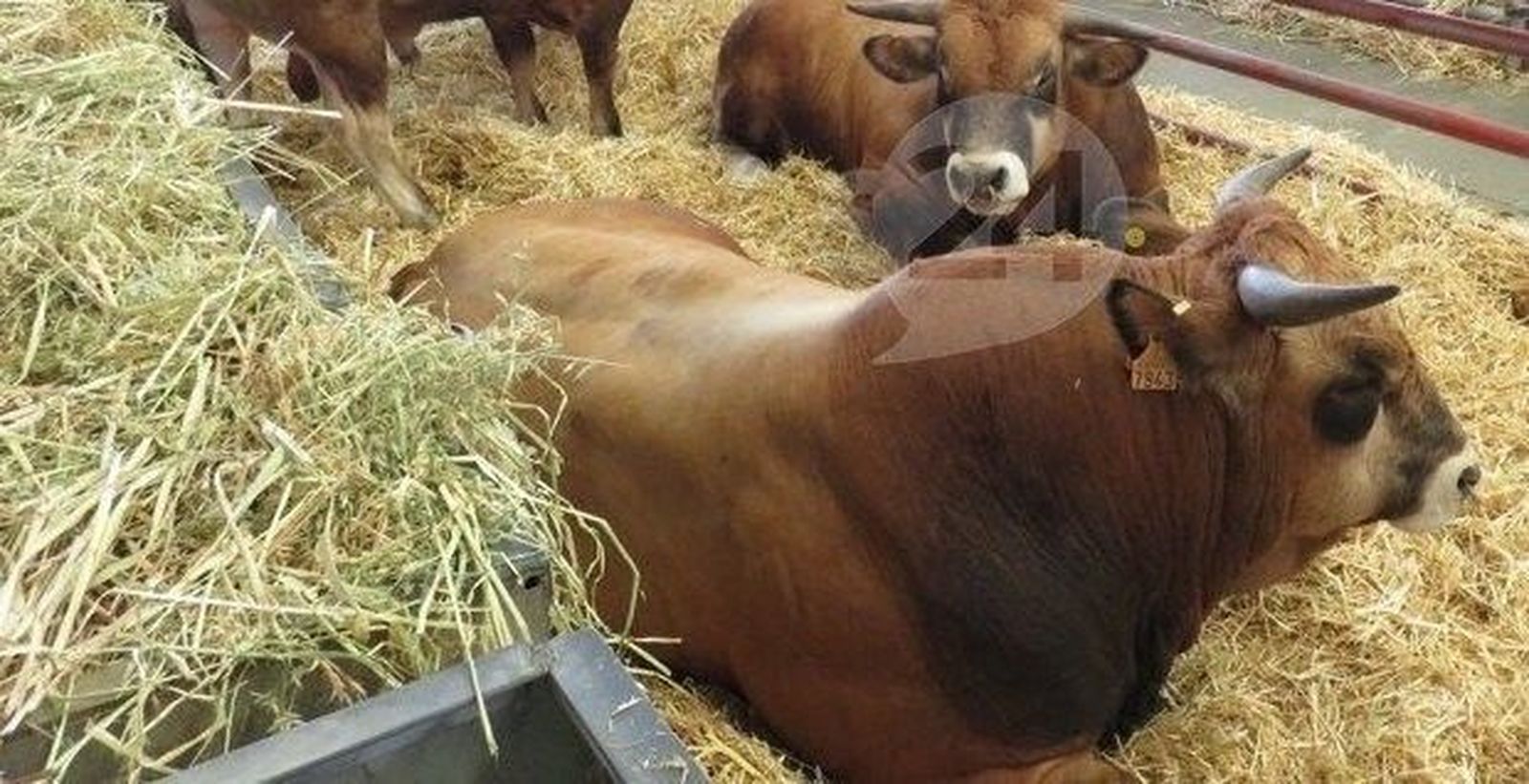 Mercado de ganado 'a caballo' en Béjar