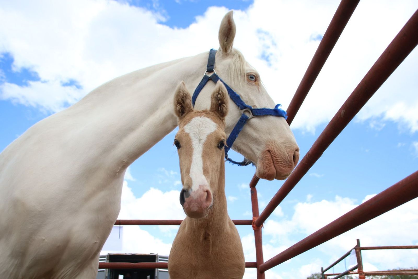 Feria de San Felipe en Barruecopardo 2025