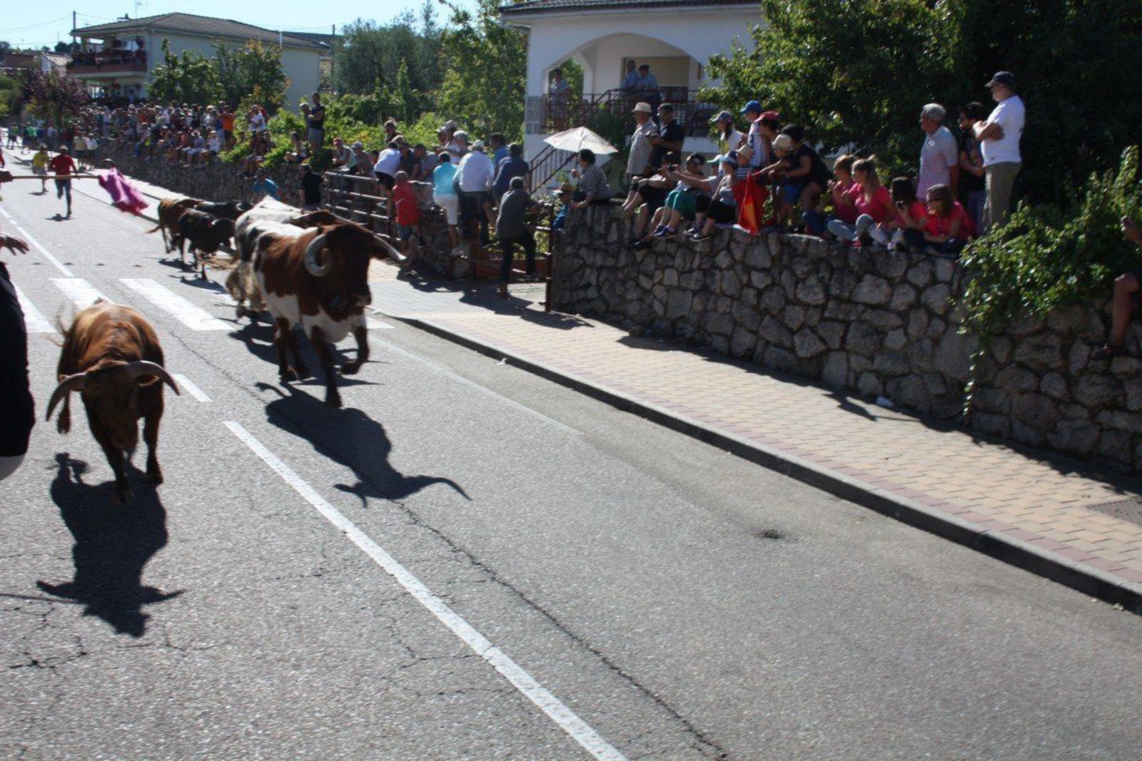 Encierro rápido y limpio por las calles de Villarino