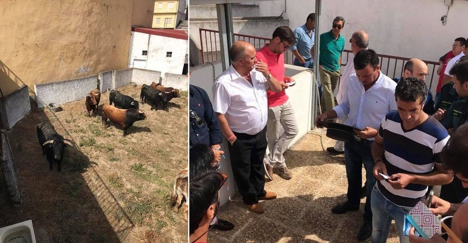 El desenjaule de los toros de ‘El Pilar’ anticipa el inicio del ciclo taurino guijuelense