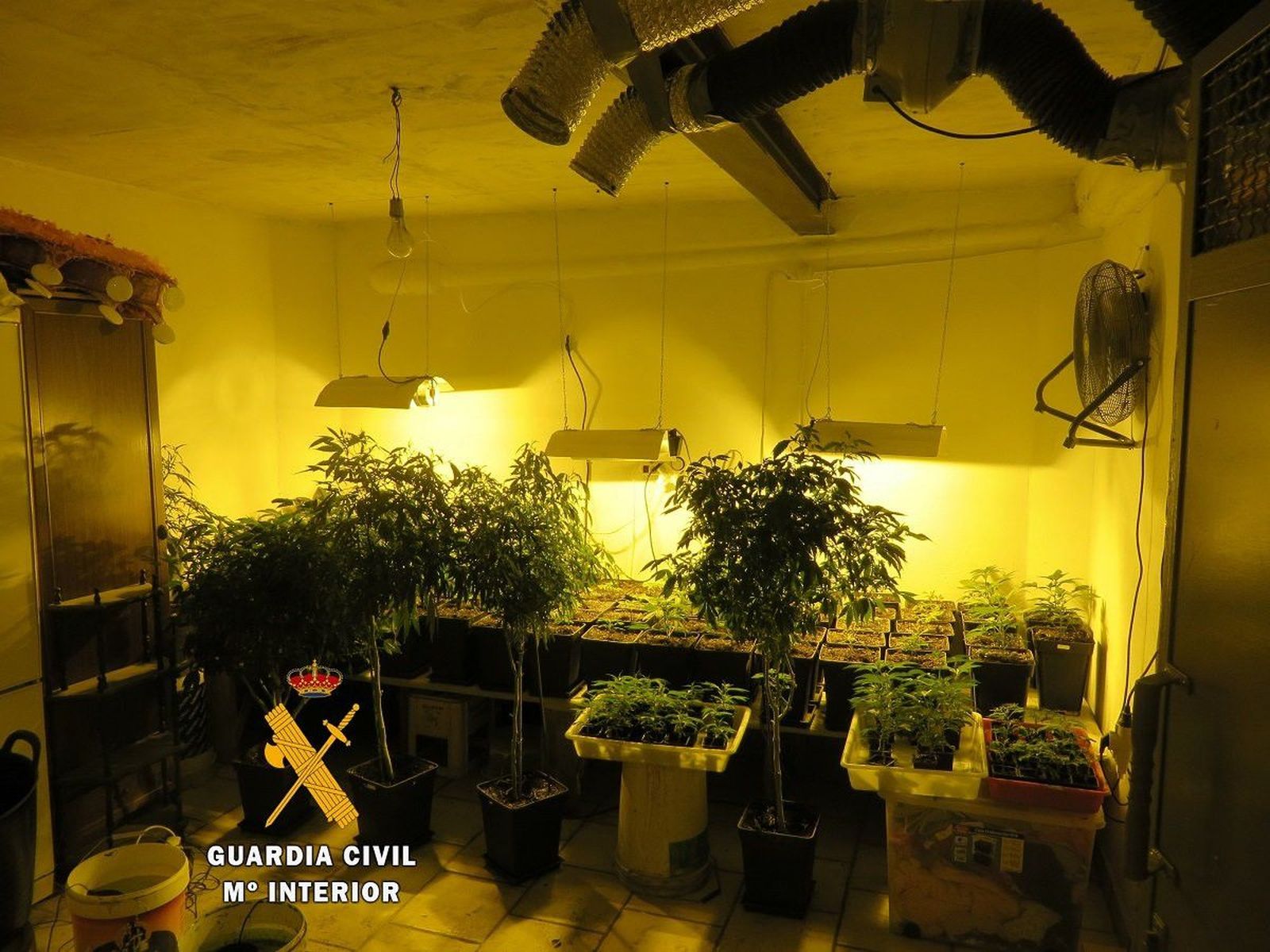 La Guardia Civil se incauta de una plantación de marihuana en Cantagallo