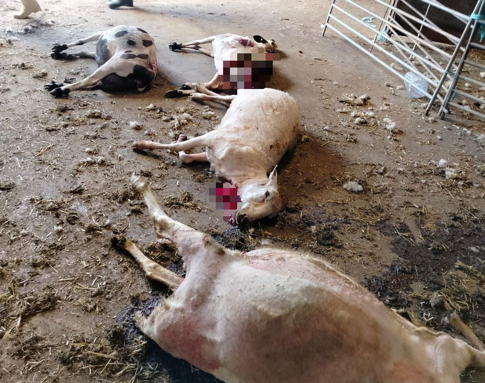 ASAJA Salamanca denuncia nuevos y preocupantes ataques de lobo en Vitigudino