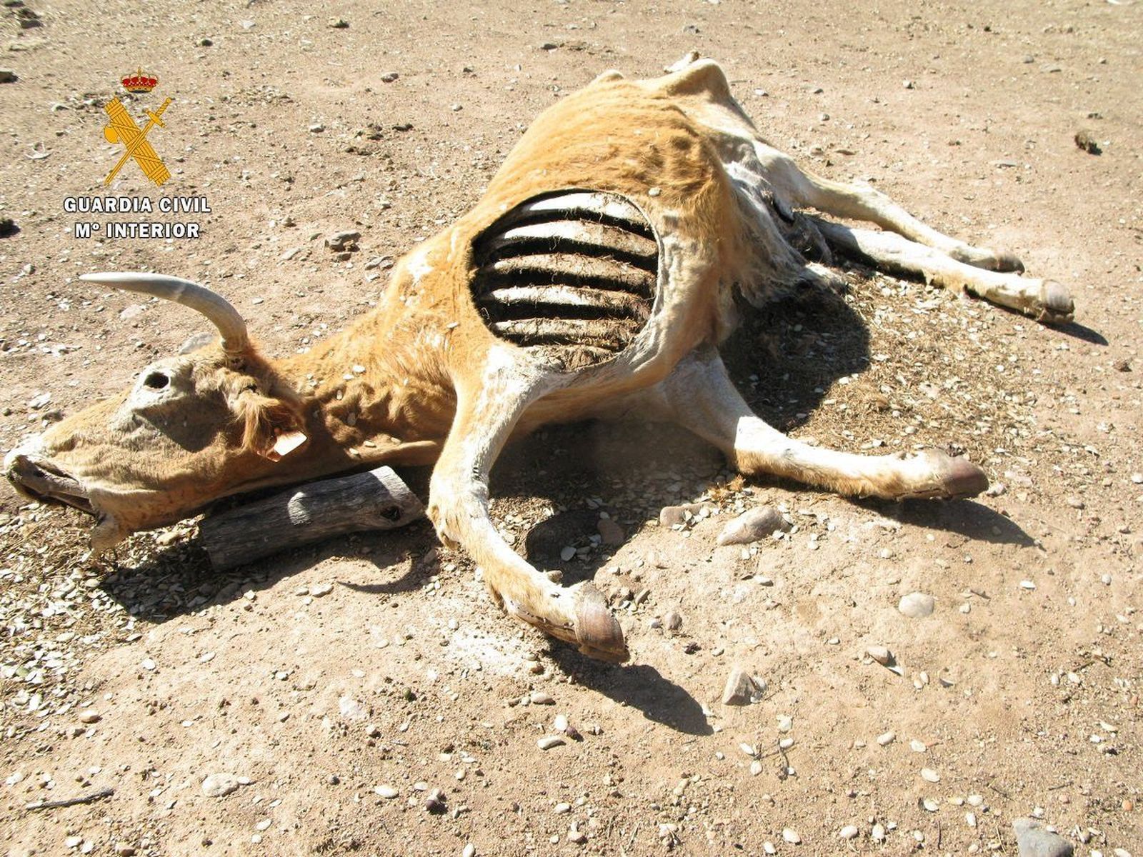 Investigan a un hombre por dejar morir a catorce reses de su propiedad por no alimentarlas