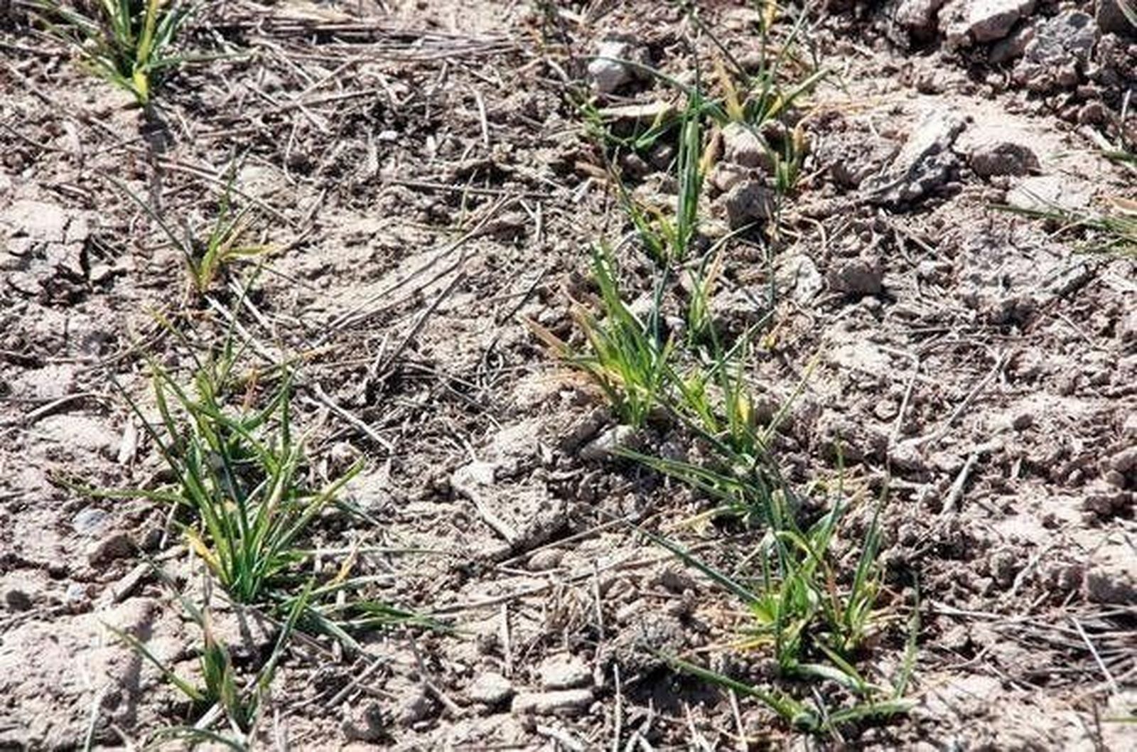 ASAJA advierte sobre el pésimo arranque de la campaña de siembras de cereal