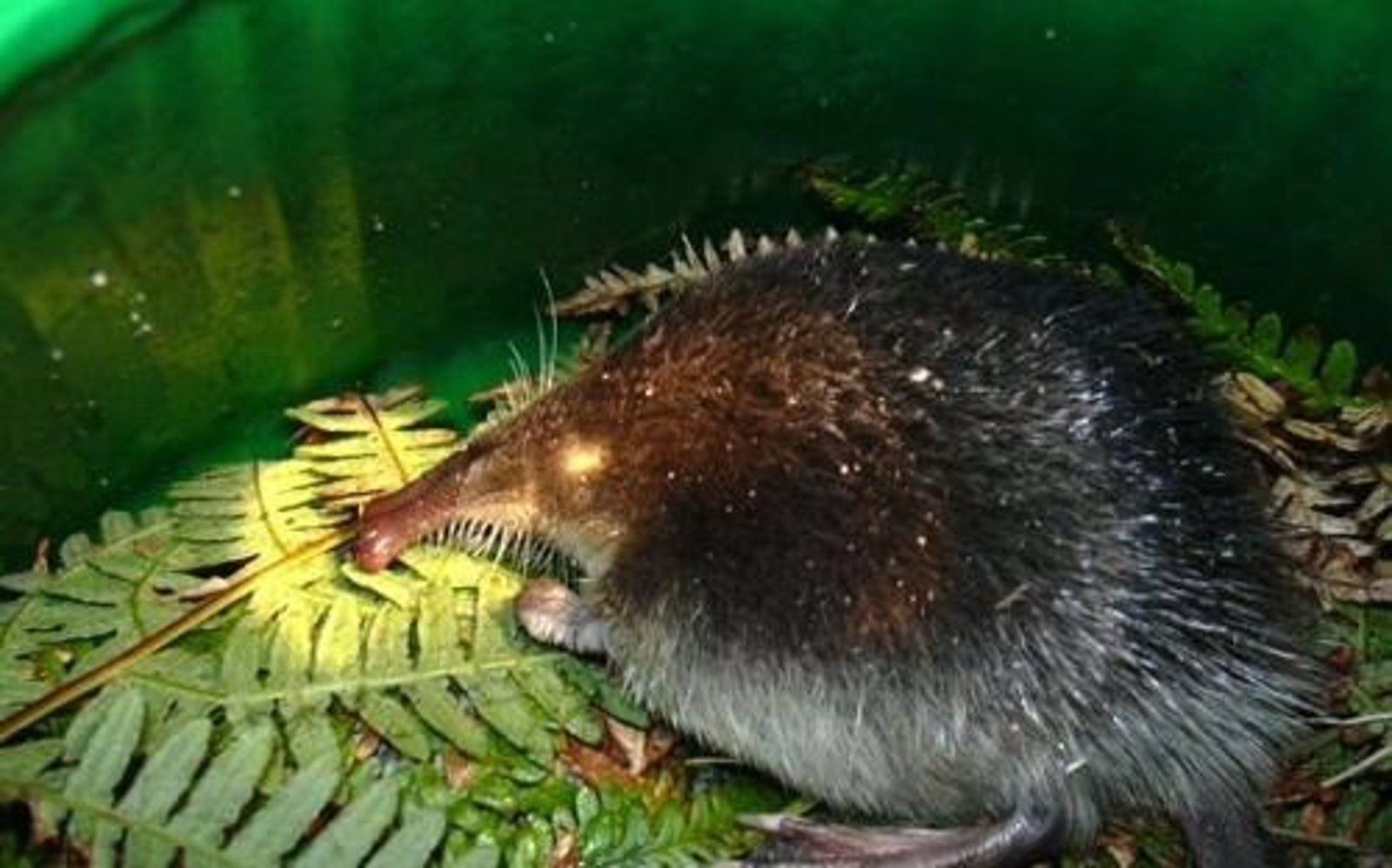 Desmán ibérico   JUNTA DE EXTREMADURA   Archivo