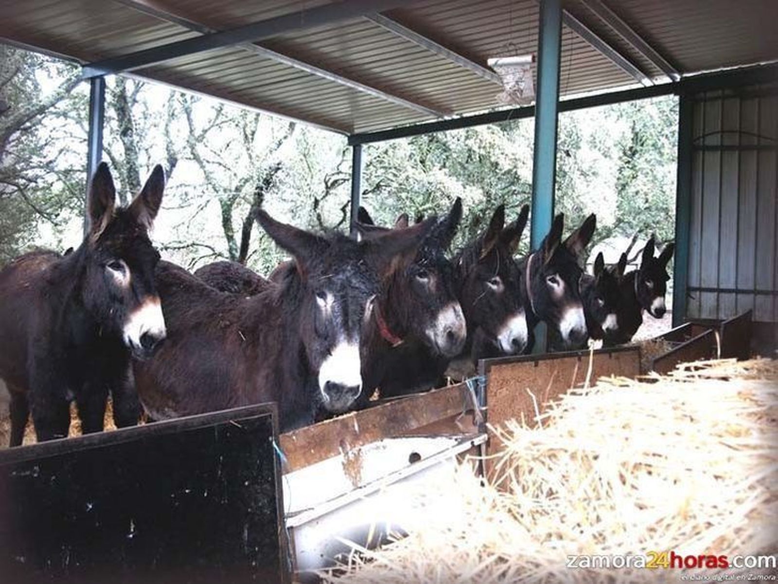 Burros zamorano-leoneses .Archivo