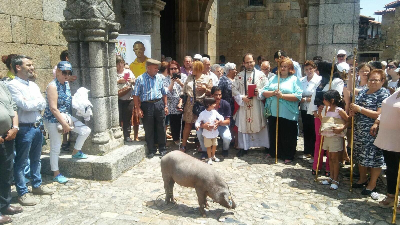 Suelta marrano de San Antón La Alberca 2017