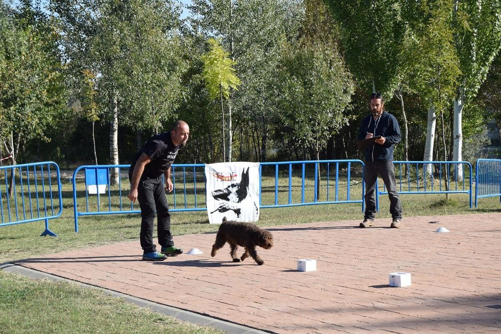Alba de Tormes acoge una prueba de perros detectores deportivos
