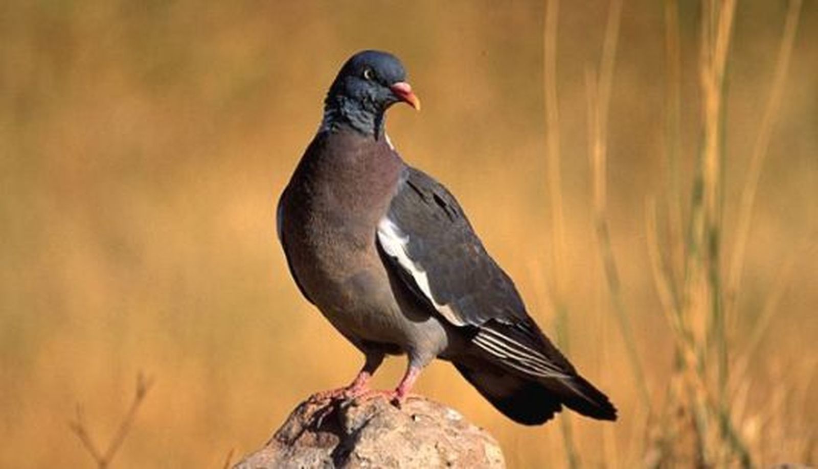 Paloma torcaz. Foto SEOBirdLife