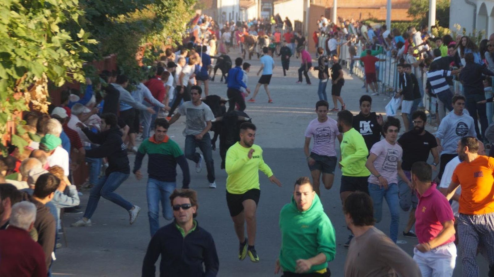 San Roque el chico llega con otro encierro en Macotera