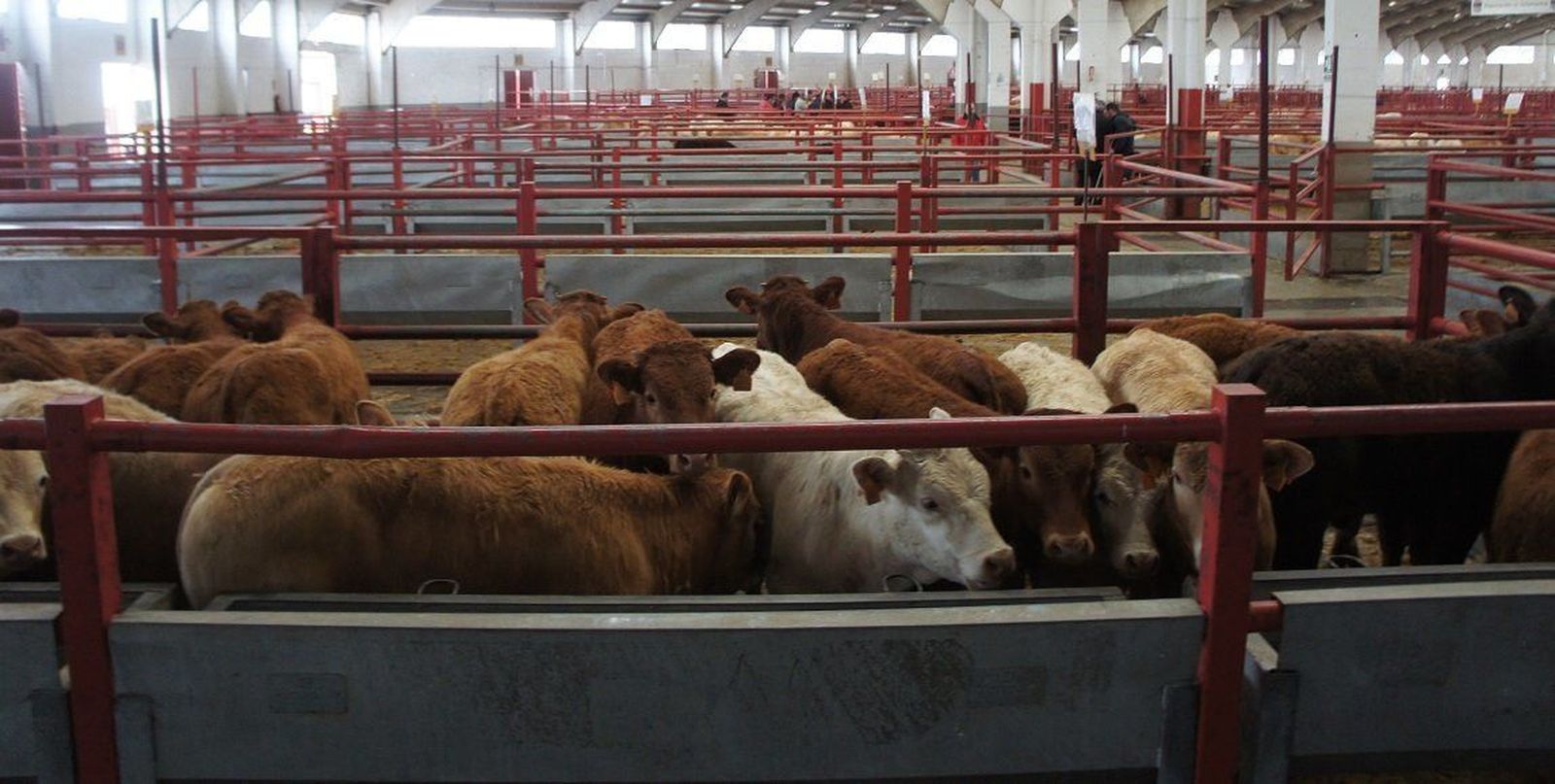 La mesa del bovino de carne permanece al alza y la del despiece de ibérico se anima en la lonja