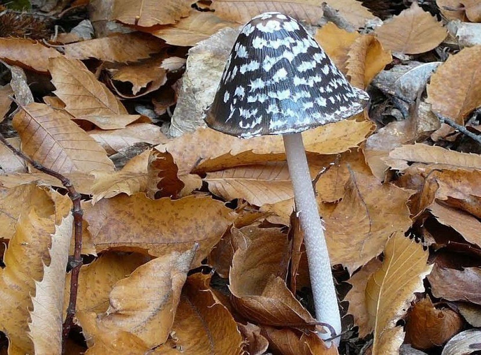 Jornadas micológicas en el Parque Natural de Las Batuecas