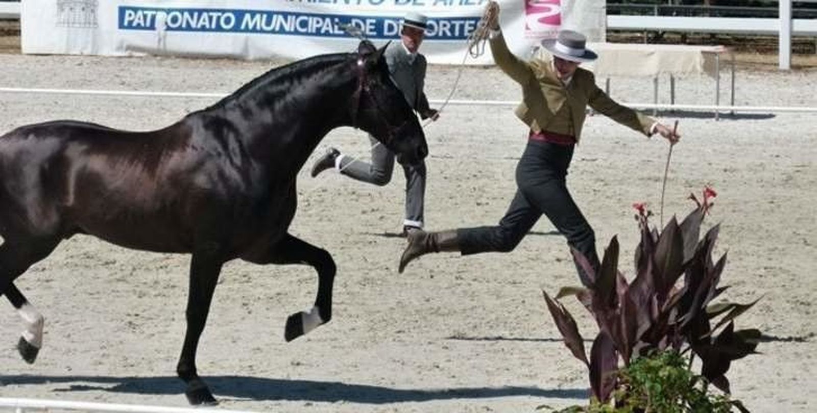 Abierto el plazo para adjudicar el bar de la Feria del Caballo de Ciudad Rodrigo