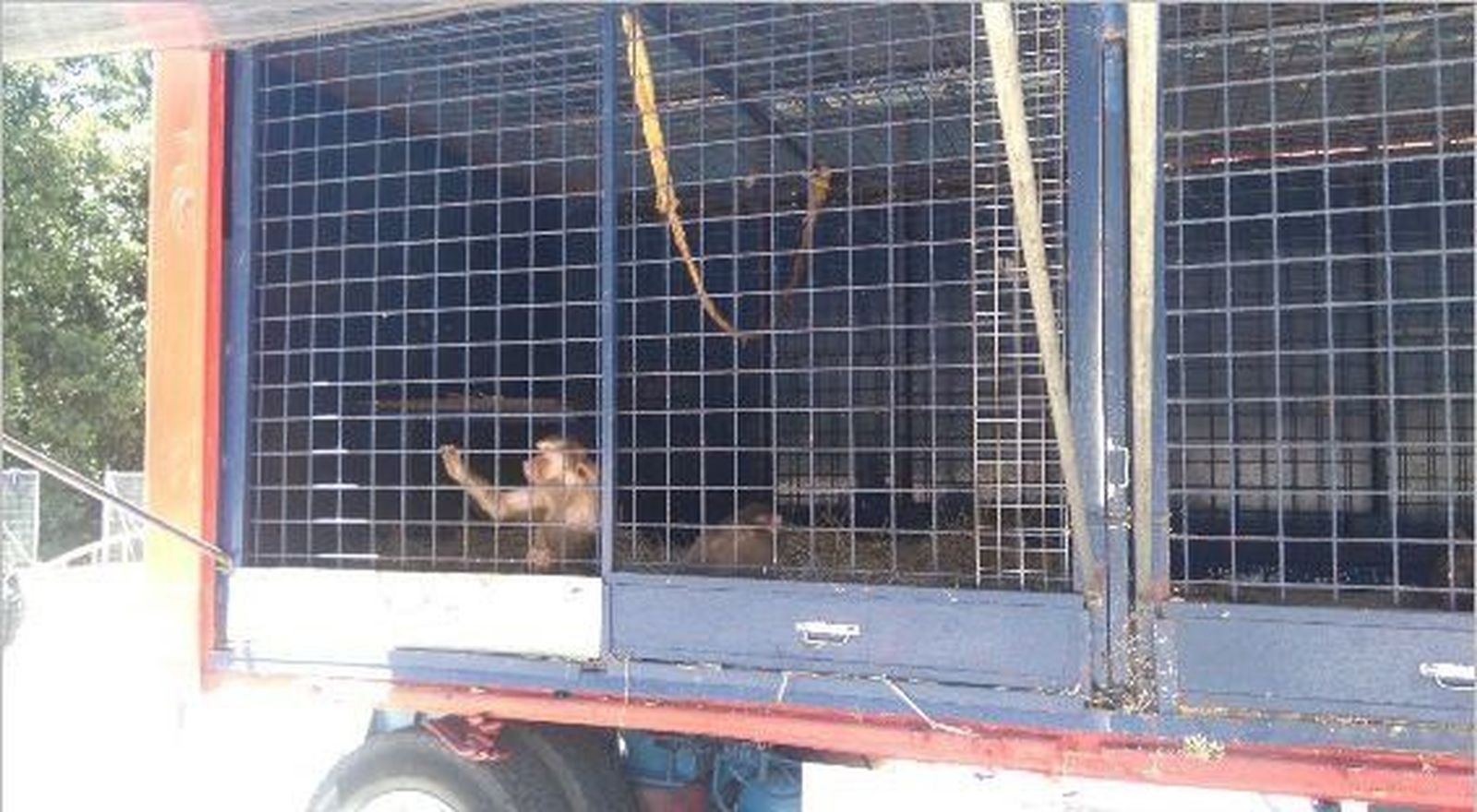 Izquierda Unida se manifiesta a favor del ocio sin sufrimiento y contra el maltrato animal