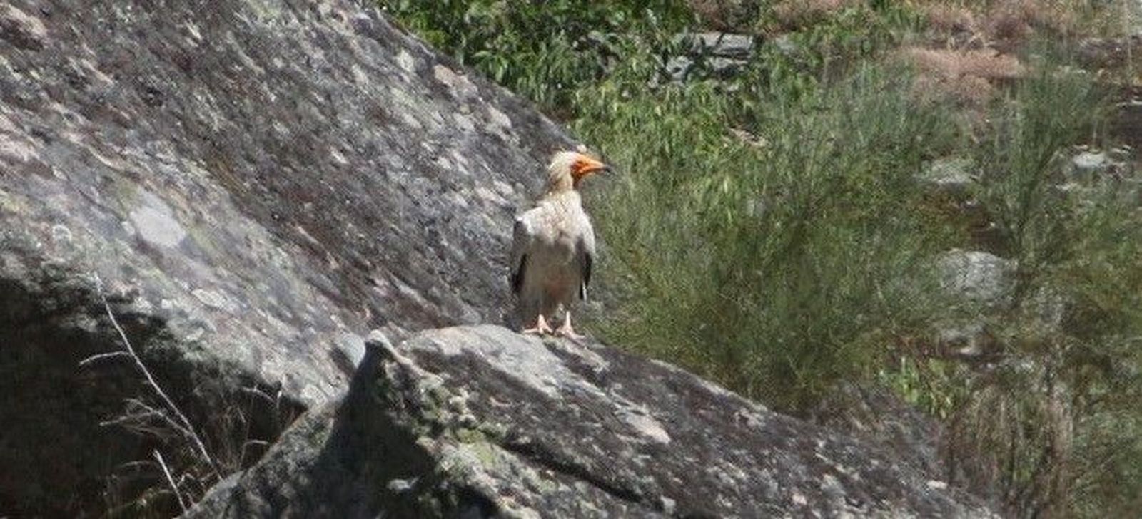 Un proyecto medioambiental busca aumentar la población de alimoche y águila perdicera