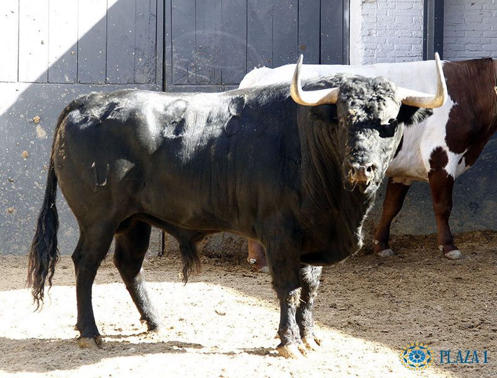 Toros de Valdefresno para San Isidro