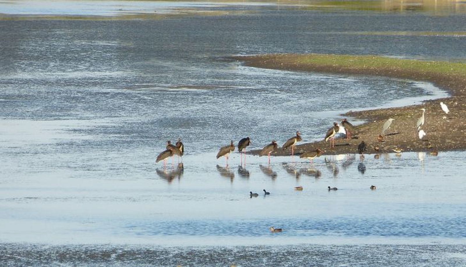 Cigüeñas negras. Foto 
