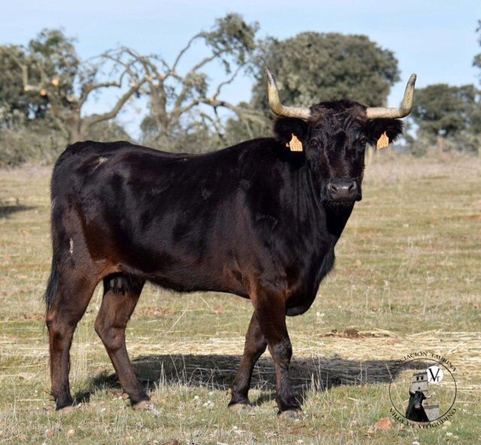 A 'Goloso' se le suma un novillo y una vaca de cajón en Vitigudino