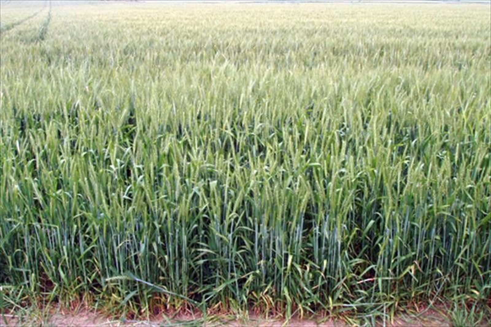 Asaja, COAG y UPA Salamanca participan en el proyecto Ecopionet 