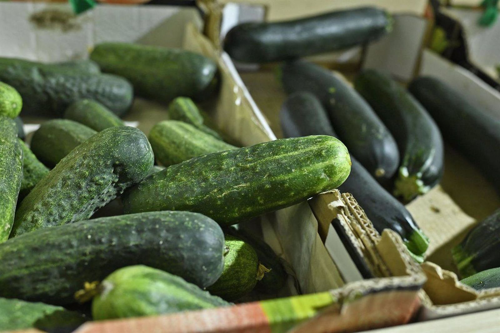 imagen hortalizas, pepinos, calabacín, dieta mediterránea. EP