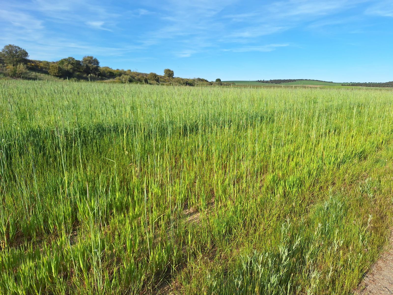 Campo, trigo, centeno. Agricultura, cereales (1)