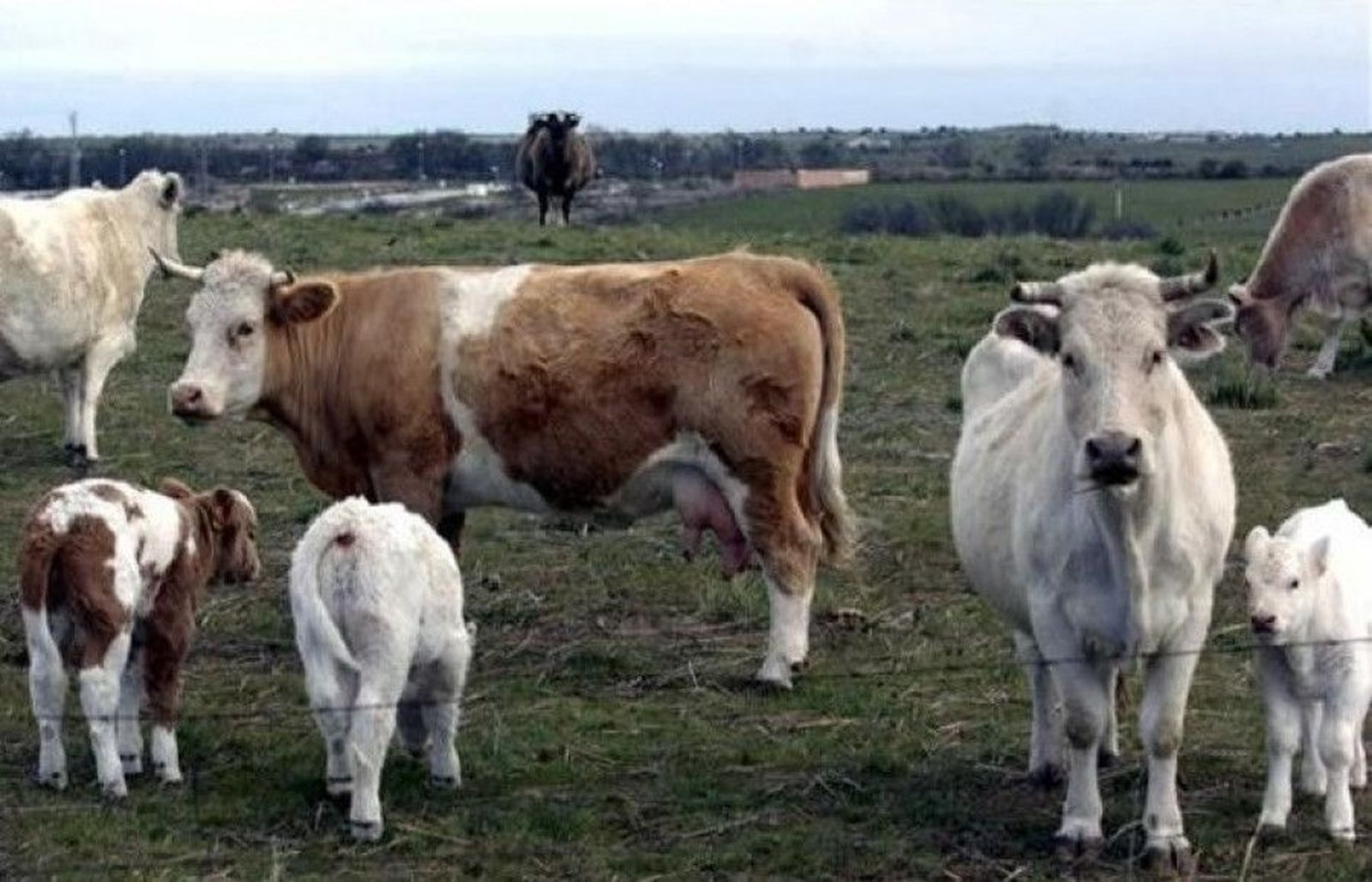 Vacuno de carne. Explotación extensiva. Archivo