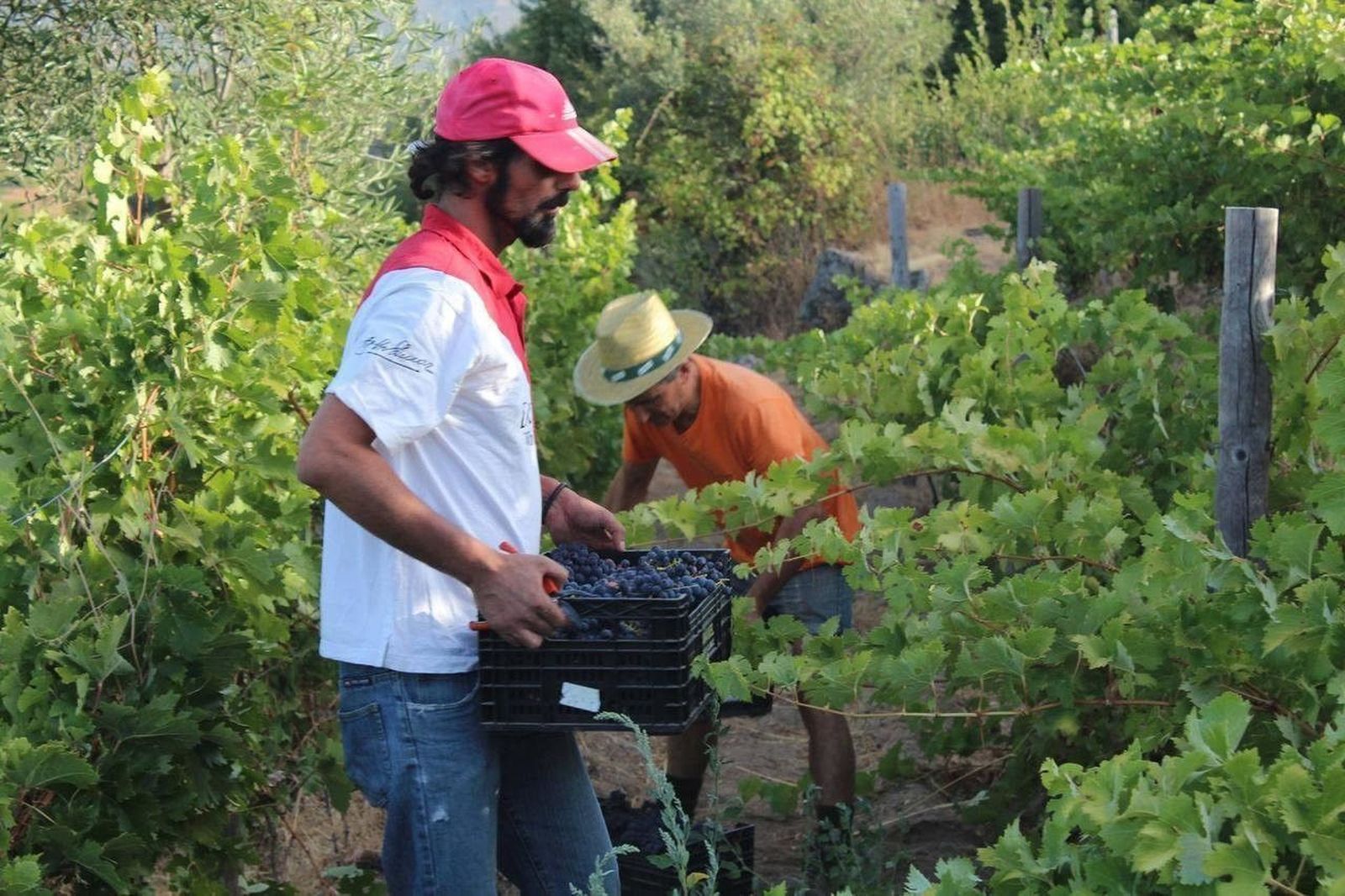 Excelente calidad en la vendimia 2017 ‘Sierra de Salamanca’